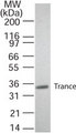 TNFSF11 / RANKL / TRANCE Antibody - Western blot of TRANCE/RANKL in transfected cells. A single protein band of approximate mol. wt. of 35 kD was detected. This image was taken for the unmodified form of this product. Other forms have not been tested.