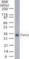TNFSF11 / RANKL / TRANCE Antibody - Western blot of TRANCE in transfected cells using antibody at 5 ug/ml.