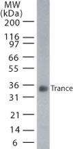 TNFSF11 / RANKL / TRANCE Antibody - Western blot of TRANCE in transfected cells using antibody at 5 ug/ml.