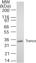 TNFSF11 / RANKL / TRANCE Antibody - Western blot of TRANCE/RANKL in transfected cells. A single protein band of approximate mol. wt. of 35 kD was detected.