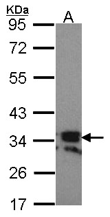 TNFSF11 / RANKL / TRANCE Antibody - Sample (30 ug of whole cell lysate). A: Hela. 10% SDS PAGE. RANKL (CD254) antibody. RANKL antibody diluted at 1:1000.