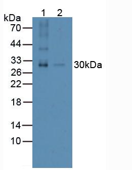 TNFSF11 / RANKL / TRANCE Antibody - Western Blot; Sample: Lane1: Human Thymus Tissue; Lane2: Human Spleen Tissue.