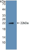 TNFSF11 / RANKL / TRANCE Antibody - Western Blot; Sample: Recombinant RANkL, Human.