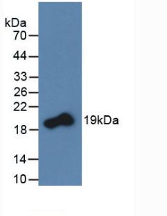 TNFSF11 / RANKL / TRANCE Antibody - Western Blot; Sample: Recombinant RANkL, Rat.