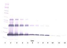 TNFSF11 / RANKL / TRANCE Antibody - Western Blot (non-reducing) of RANKL antibody. This image was taken for the unconjugated form of this product. Other forms have not been tested.