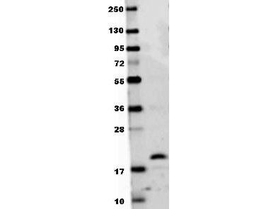 TNFSF11 / RANKL / TRANCE Antibody - Anti-Mouse RANKL Antibody - Western Blot. Anti-mouse RANKL antibody in western blot shows detection of recombinant mouse RANKL raised in E. coli. Recombinant truncated protein (0.1 ug, 19.9 kD) was loaded on to an SDS-PAGE gel, and after separation, transferred to nitrocellulose. The membrane was blocked with 1% BSA in TBST for 30 min at RT, followed by incubation with Anti-Mouse RANKL antibody diluted 1:1000 in 1% BSA in TBST overnight at 4°C. After washes, the blot was reacted with secondary antibody Dylight 649 Conjugated Anti-Rabbit IgG (H&L) (Goat) Antibody ( diluted 1:20000 in blocking buffer (MB-070) for 30 min. at RT. Data was collected using Bio-Rad VersaDoc 4000 MP imaging system.