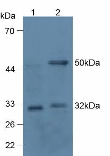 TNFSF11 / RANKL / TRANCE Antibody - Western Blot; Sample: Lane1: Human 293T Cells; Lane2: Rat Thymus Tissue.
