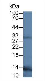 TNFSF11 / RANKL / TRANCE Antibody - Western Blot; Sample: Human Leukocyte lysate; Primary Ab: 3µg/ml Mouse Anti-Human RANkL Antibody Second Ab: 0.2µg/mL HRP-Linked Caprine Anti-Mouse IgG Polyclonal Antibody