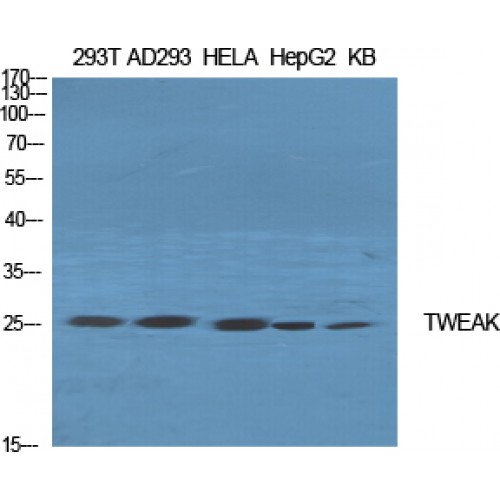 TNFSF12 / TWEAK Antibody - Western blot of TWEAK antibody