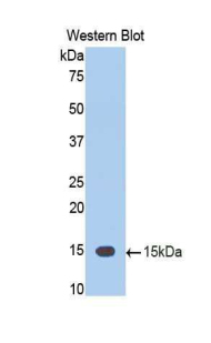 TNFSF12 / TWEAK Antibody - Western blot of recombinant TNFSF12 / TWEAK.  This image was taken for the unconjugated form of this product. Other forms have not been tested.