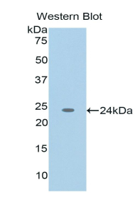 TNFSF12 / TWEAK Antibody - Western blot of recombinant TNFSF12 / TWEAK.  This image was taken for the unconjugated form of this product. Other forms have not been tested.