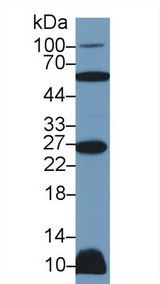 TNFSF12 / TWEAK Antibody - Western Blot; Sample: Rat Heart lysate; Primary Ab: 2µg/ml Rabbit Anti-Human TNFSF12 Antibody Second Ab: 0.2µg/mL HRP-Linked Caprine Anti-Rabbit IgG Polyclonal Antibody