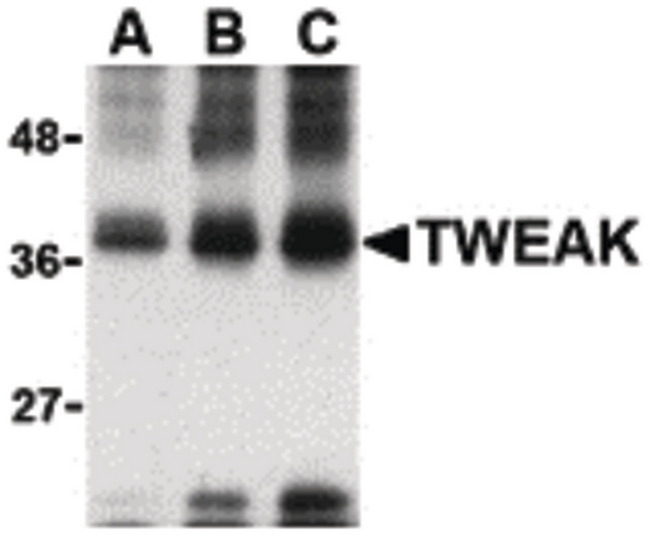 TNFSF12 / TWEAK Antibody - Western blot of (A) 5 ng, (B) 25 ng and (C) 50 ng of recombinant TWEAK with TWEAK antibody at 1 ug/ml.