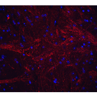 TNFSF12 / TWEAK Antibody - Immunofluorescence of TWEAK in mouse brain tissue with TWEAK antibody at 20 µg/mL.Red: TWEAK Antibody  Blue: DAPI staining