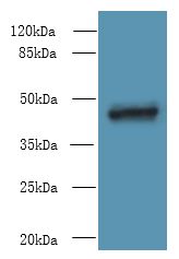 TNFSF12 / TWEAK Antibody - Western blot. All lanes: TNFSF12 antibody at 10 ug/ml+ MCF7 whole cell lysate Goat polyclonal to rabbit at 1:10000 dilution. Predicted band size: 48 kDa. Observed band size: 48 kDa.
