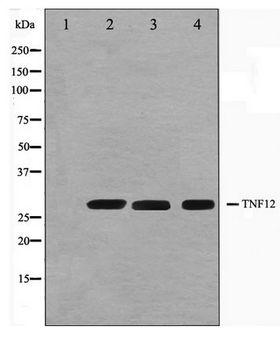 TNFSF12 / TWEAK Antibody - Western blot of HUVEC,Jurkat and 293 cell lysate using TNFSF12 Antibody
