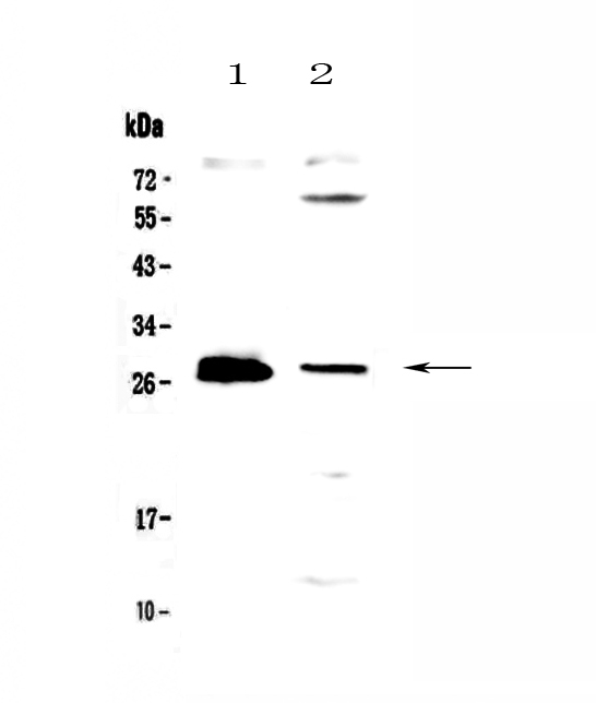 TNFSF12 / TWEAK Antibody - Western blot - Anti-TWEAK Picoband antibody