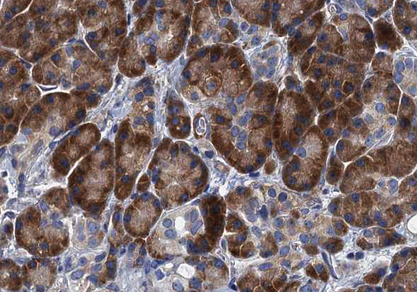 TNFSF12 / TWEAK Antibody - 1:100 staining human pancreas tissue by IHC-P. The tissue was formaldehyde fixed and a heat mediated antigen retrieval step in citrate buffer was performed. The tissue was then blocked and incubated with the antibody for 1.5 hours at 22°C. An HRP conjugated goat anti-rabbit antibody was used as the secondary.