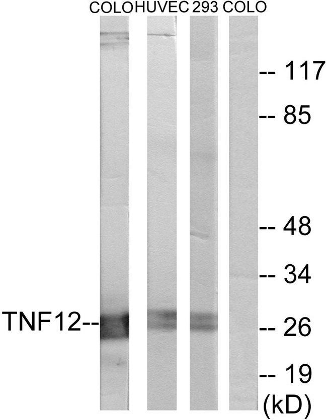 TNFSF12 / TWEAK Antibody - Western blot analysis of extracts from COLO cells, HUVEC cells and 293 cells, using TNF12 antibody.