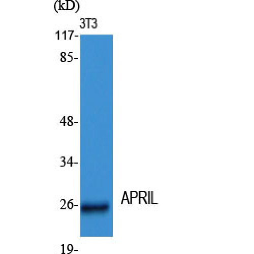TNFSF13 / APRIL Antibody - Western blot of APRIL antibody
