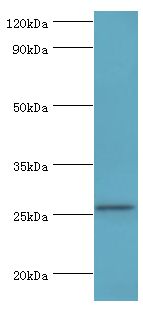 TNFSF13 / APRIL Antibody - Western blot. All lanes: Tumor necrosis factor ligand superfamily member 13 antibody at 10 ug/ml+HeLa whole cell lysate. Secondary antibody: Goat polyclonal to rabbit at 1:10000 dilution. Predicted band size: 27 kDa. Observed band size: 27 kDa.