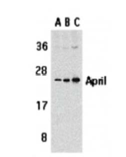 TNFSF13 / APRIL Antibody - Detection of APRIL in Jurkat cells at (A) 1ug/ml, (B) 2ug/ml, and (C) 4ug/ml.