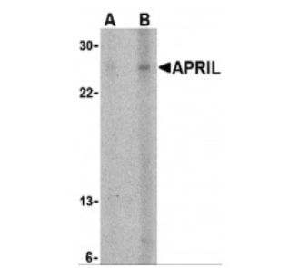 TNFSF13 / APRIL Antibody - Detection of APRIL in K562 cells