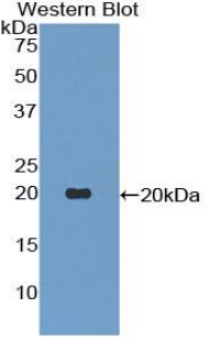 TNFSF13 / APRIL Antibody - Western blot of recombinant TNFSF13 / APRIL.  This image was taken for the unconjugated form of this product. Other forms have not been tested.