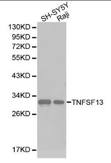 TNFSF13 / APRIL Antibody - Western blot of TNFSF13 pAb in extracts from SH-SY5Y and Raji cells.