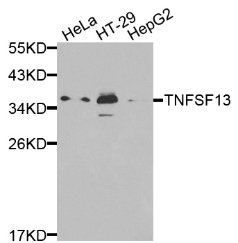 TNFSF13 / APRIL Antibody - Western blot analysis of extracts of various cell lines, using TNFSF13 antibody at 1:1000 dilution. The secondary antibody used was an HRP Goat Anti-Rabbit IgG (H+L) at 1:10000 dilution. Lysates were loaded 25ug per lane and 3% nonfat dry milk in TBST was used for blocking.