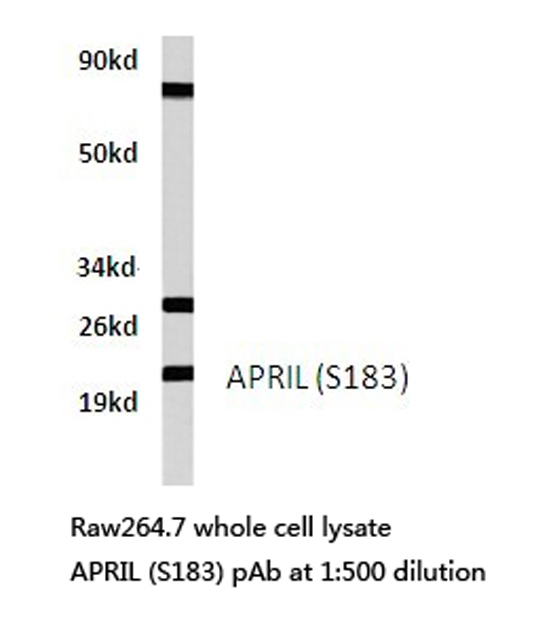 TNFSF13 / APRIL Antibody - Western blot of APRIL (S183) pAb in extracts from raw264.7 cells.