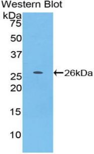 TNFSF14 / LIGHT Antibody - Western blot of recombinant TNFSF14 / LIGHT.  This image was taken for the unconjugated form of this product. Other forms have not been tested.
