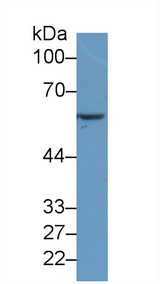 TNFSF14 / LIGHT Antibody - Western Blot; Sample: Human MCF7 cell lysate; Primary Ab: 2µg/ml Mouse Anti-Human HSPD1 Antibody Second Ab: 0.2µg/mL HRP-Linked Caprine Anti-Mouse IgG Polyclonal Antibody