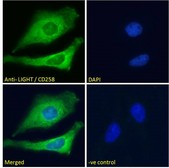 TNFSF14 / LIGHT Antibody - TNFSF14 / LIGHT antibody immunofluorescence analysis of paraformaldehyde fixed HeLa cells, permeabilized with 0.15% Triton. Primary incubation 1hr (10ug/ml) followed by Alexa Fluor 488 secondary antibody (2ug/ml), showing cytoplasmic and membrane staining. The nuclear stain is DAPI (blue). Negative control: Unimmunized goat IgG (10ug/ml) followed by Alexa Fluor 488 secondary antibody (2ug/ml).