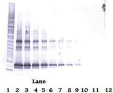 TNFSF14 / LIGHT Antibody - Western Blot (non-reducing) of TNFSF14 antibody. This image was taken for the unconjugated form of this product. Other forms have not been tested.
