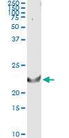TNFSF14 / LIGHT Antibody - Immunoprecipitation of TNFSF14 transfected lysate using anti-TNFSF14 monoclonal antibody and Protein A Magnetic Bead.
