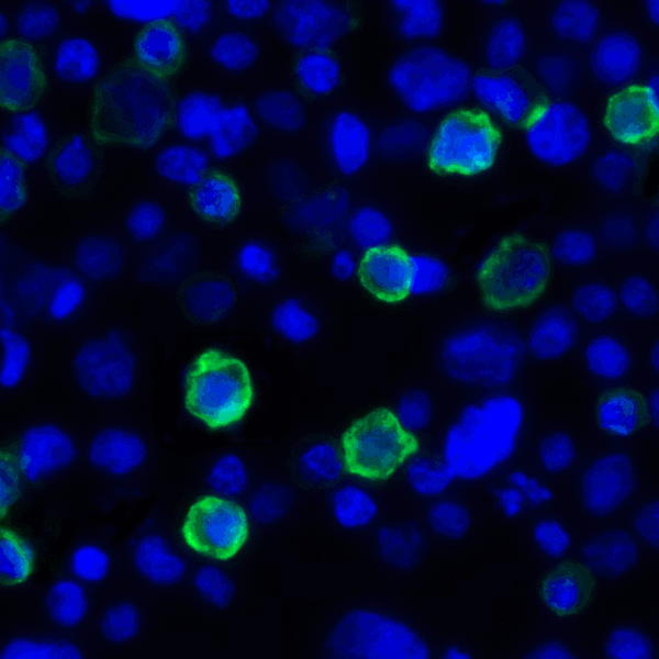TNFSF14 / LIGHT Antibody - Immunofluorescence of LIGHT in transfected HEK293 cells with LIGHT antibody at 2 ug/mL. Green: LIGHT Antibody [7B9E12] Blue: DAPI staining