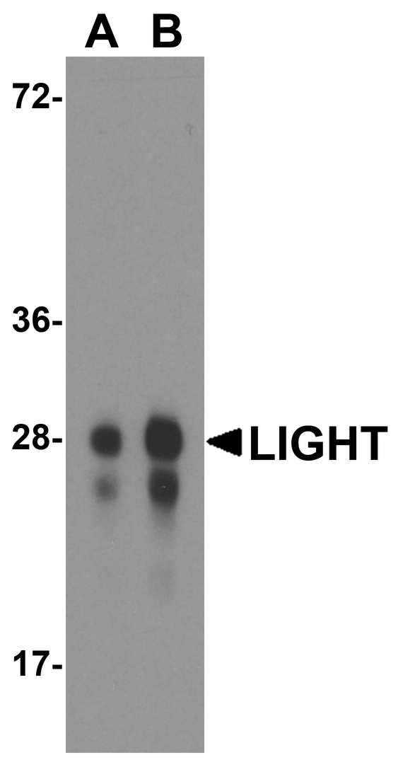 TNFSF14 / LIGHT Antibody - Western blot analysis of LIGHT in overexpressing HEK293 cells with LIGHT antibody at 0.5 and 1 ug/ml