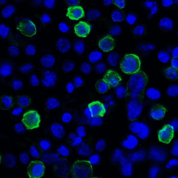 TNFSF14 / LIGHT Antibody - Immunofluorescence of LIGHT in transfected HEK293 cells with LIGHT antibody at 2 ug/mL. Green: LIGHT Antibody [7B9F12] Blue: DAPI staining