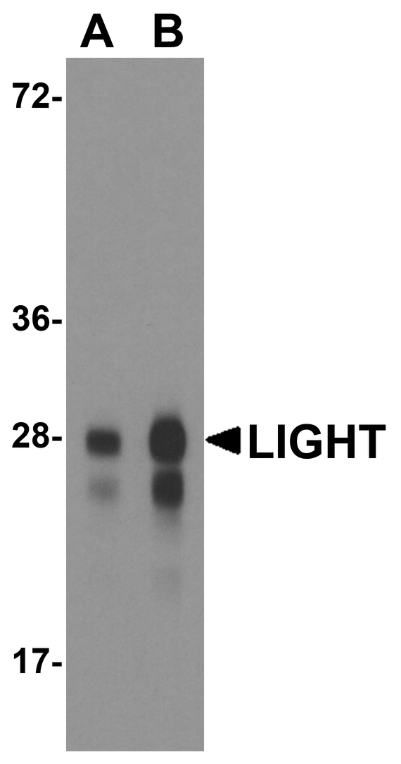 TNFSF14 / LIGHT Antibody - Western blot analysis of LIGHT in overexpressing HEK293 cells with LIGHT antibody at 0.5 and 1 ug/ml