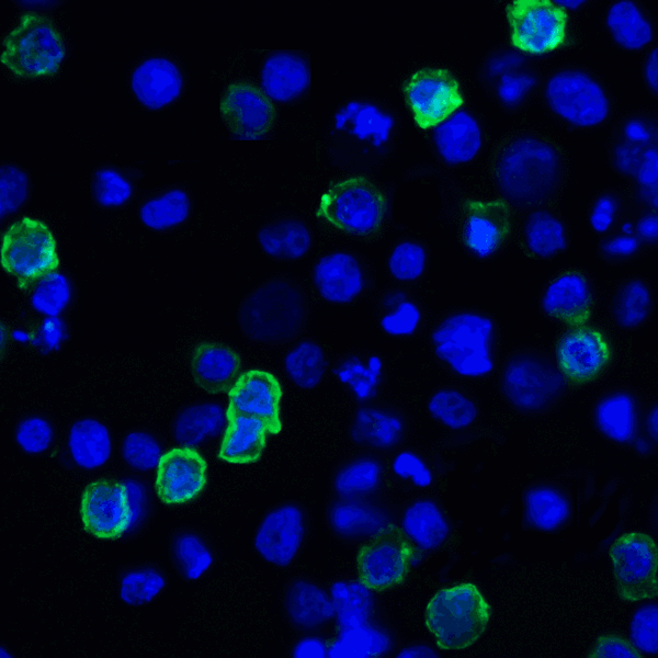 TNFSF14 / LIGHT Antibody - Immunofluorescence of LIGHT in transfected HEK293 cells with LIGHT antibody at 2 ug/mL. Green: LIGHT Antibody [7B9H9] Blue: DAPI staining