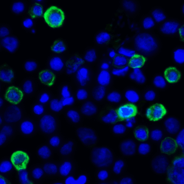 TNFSF14 / LIGHT Antibody - Immunofluorescence of LIGHT in transfected HEK293 cells with LIGHT antibody at 2 ug/mL. Green: LIGHT Antibody [8D4] Blue: DAPI staining
