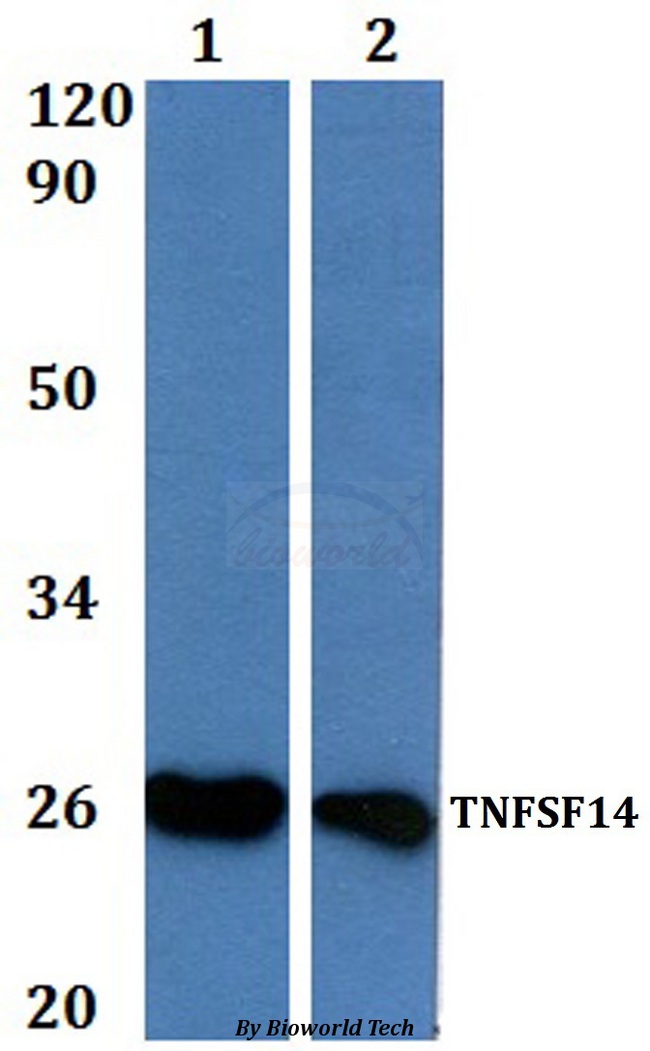 TNFSF14 / LIGHT Antibody - Western blot of TNFSF14 antibody at 1:500 Line1:HeLa whole cell lysate Line2:Raw264.7 whole cell lysate.