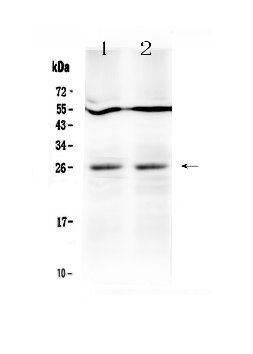TNFSF14 / LIGHT Antibody - Western blot - Anti-LIGHT Picoband Antibody