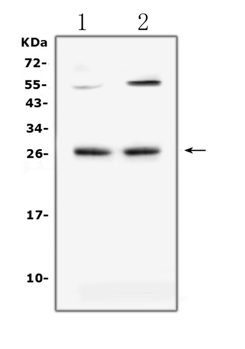 TNFSF14 / LIGHT Antibody - Western blot analysis of LIGHT using anti-LIGHT antibody. Electrophoresis was performed on a 5-20% SDS-PAGE gel at 70V (Stacking gel) / 90V (Resolving gel) for 2-3 hours. The sample well of each lane was loaded with 50ug of sample under reducing conditions. Lane 1: mouse spleen tissue lysates,Lane 2: mouse cardiac muscle tissue lysates. After Electrophoresis, proteins were transferred to a Nitrocellulose membrane at 150mA for 50-90 minutes. Blocked the membrane with 5% Non-fat Milk/ TBS for 1.5 hour at RT. The membrane was incubated with rabbit anti-LIGHT antigen affinity purified polyclonal antibody at 0.5 ug/mL overnight at 4?, then washed with TBS-0.1% Tween 3 times with 5 minutes each and probed with a goat anti-rabbit IgG-HRP secondary antibody at a dilution of 1:10000 for 1.5 hour at RT. The signal is developed using an Enhanced Chemiluminescent detection (ECL) kit with Tanon 5200 system. A specific band was detected for LIGHT at approximately 26KD. The expected band size for LIGHT is at 26KD.