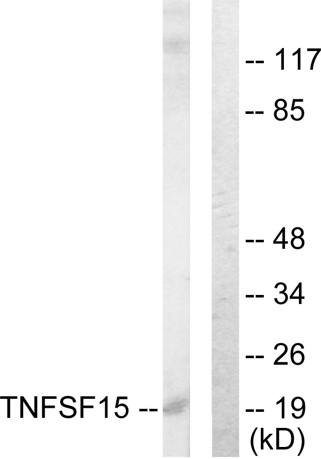 TNFSF15 / TL1A / VEGI Antibody - Western blot analysis of lysates from COLO205 cells, using TNFSF15 Antibody. The lane on the right is blocked with the synthesized peptide.
