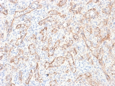 TNFSF15 / TL1A / VEGI Antibody - Formalin-fixed, paraffin-embedded human Spleen stained with TNFS15 / VEGI Monoclonal Antibody (rVEGI /1283).