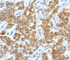 TNFSF15 / TL1A / VEGI Antibody -  This image was taken for the unmodified form of this product. Other forms have not been tested.