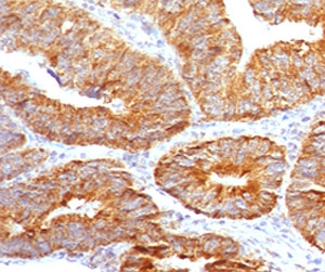 TNFSF15 / TL1A / VEGI Antibody -  This image was taken for the unmodified form of this product. Other forms have not been tested.