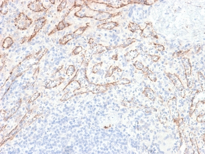 TNFSF15 / TL1A / VEGI Antibody - Formalin-fixed, paraffin-embedded human Spleen stained with VEGI Rabbit Recombinant Monoclonal Antibody (VEGI /2052R).